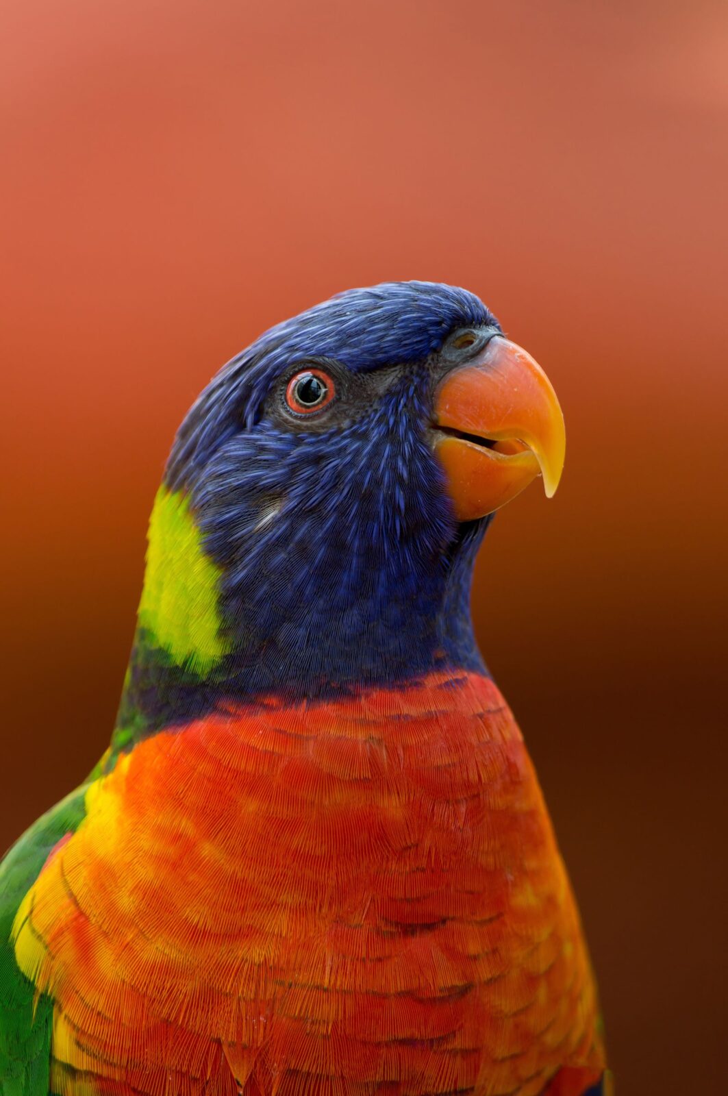 The New Bird Owner Checklist: 8 Essentials Owners Say to Get Right From Day One