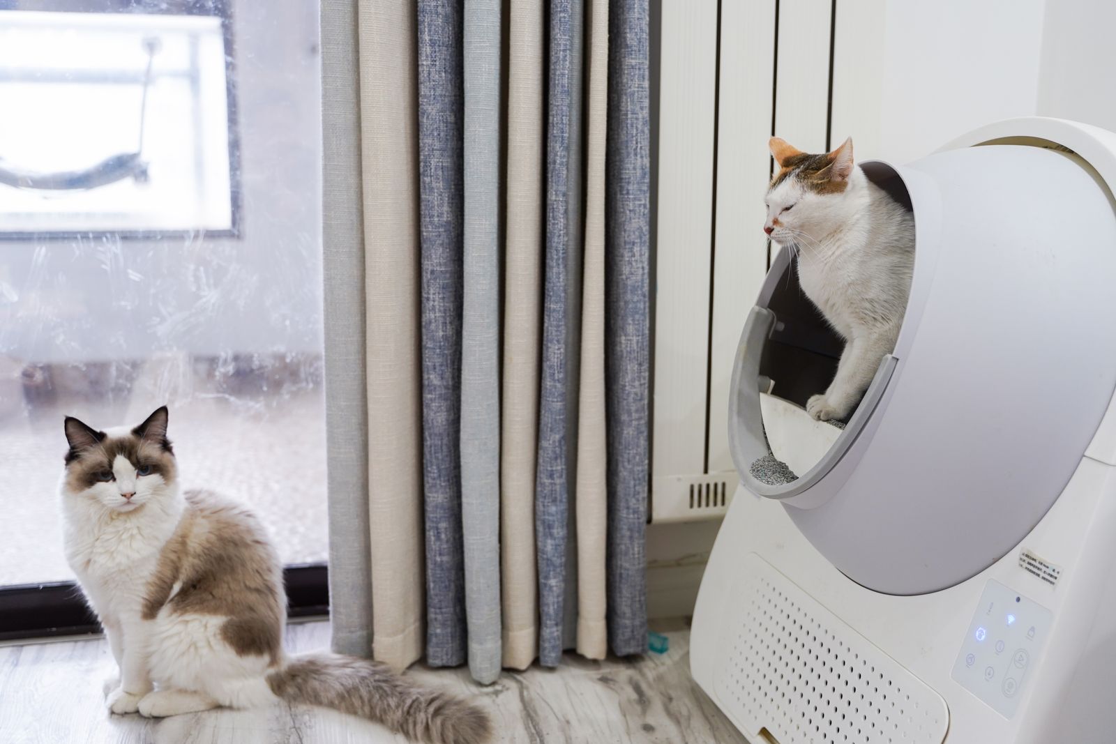 A modern automatic self-cleaning litter box with a globe design in a bright home corner