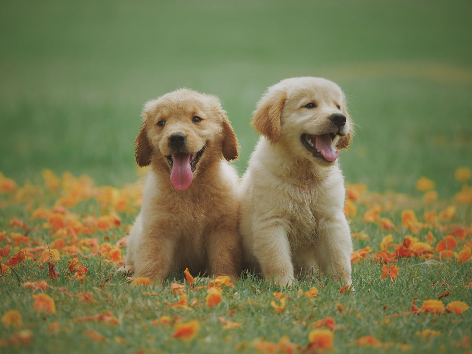7 Pet Essentials Owners Say They’d Buy Again in a Heartbeat