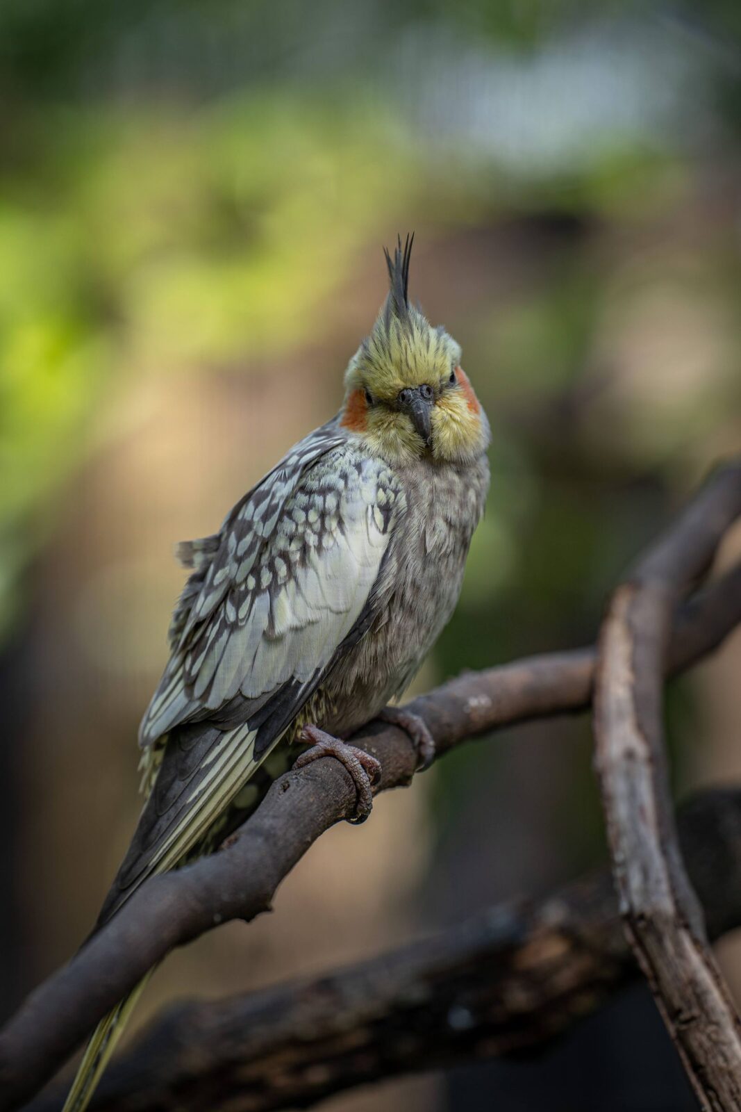 A cockatiel perched on a natural wood branch