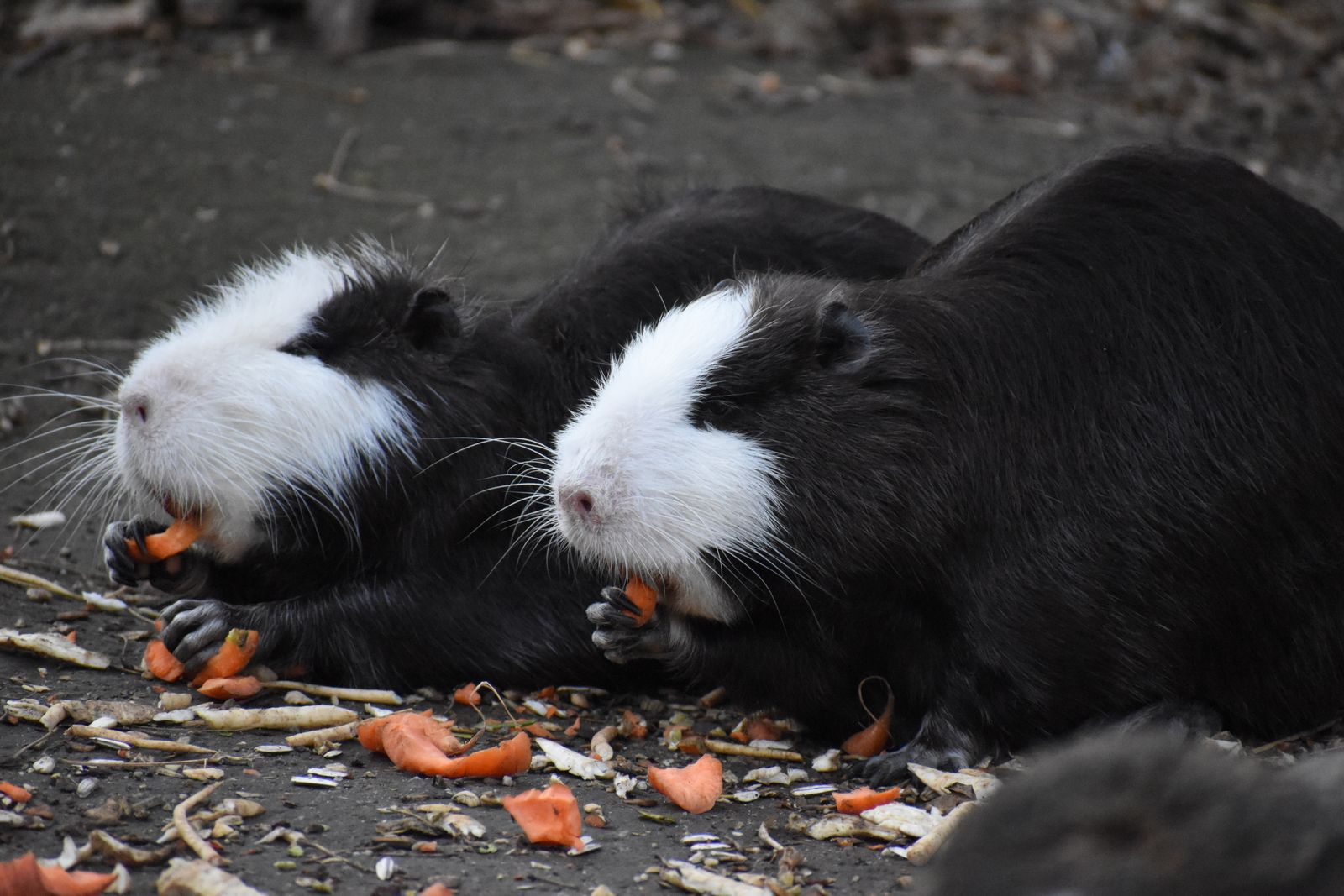 Two guinea pigs together in their enclosure