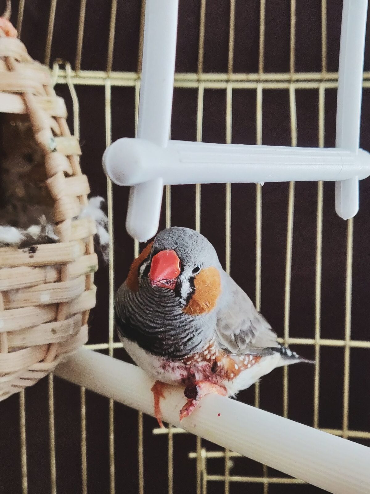 A pet bird perched inside its cage