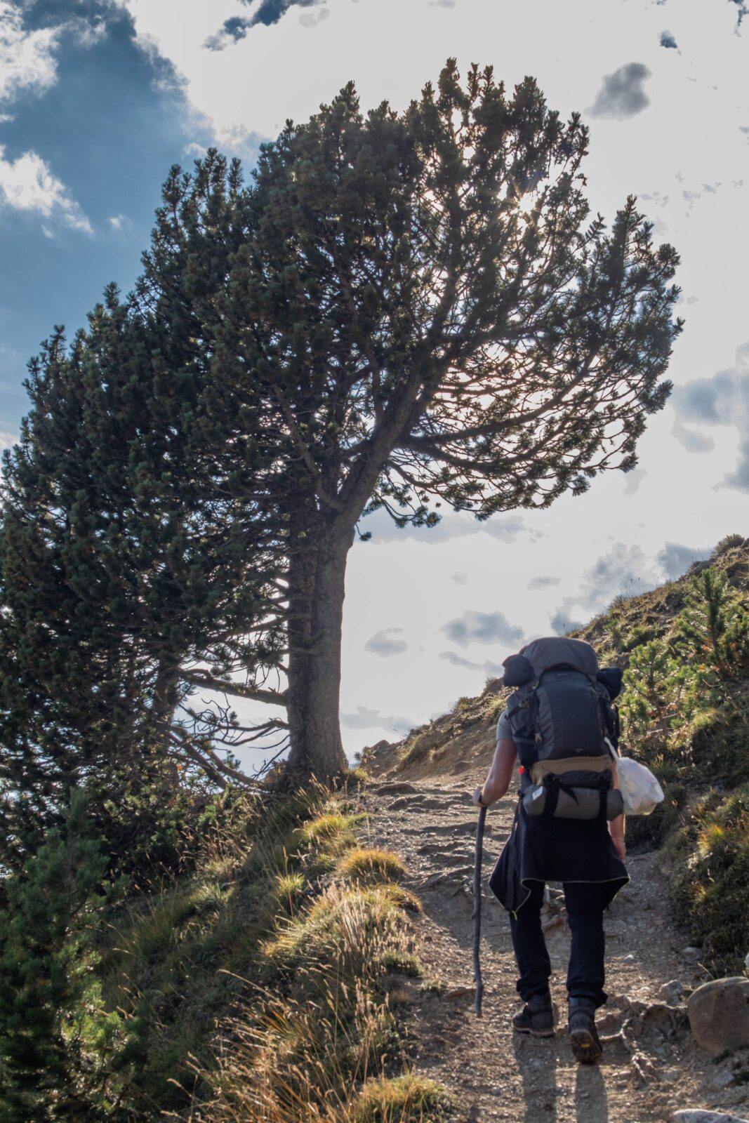 Bear Canisters for Backpacking: Which Ones Are Ranger-Approved