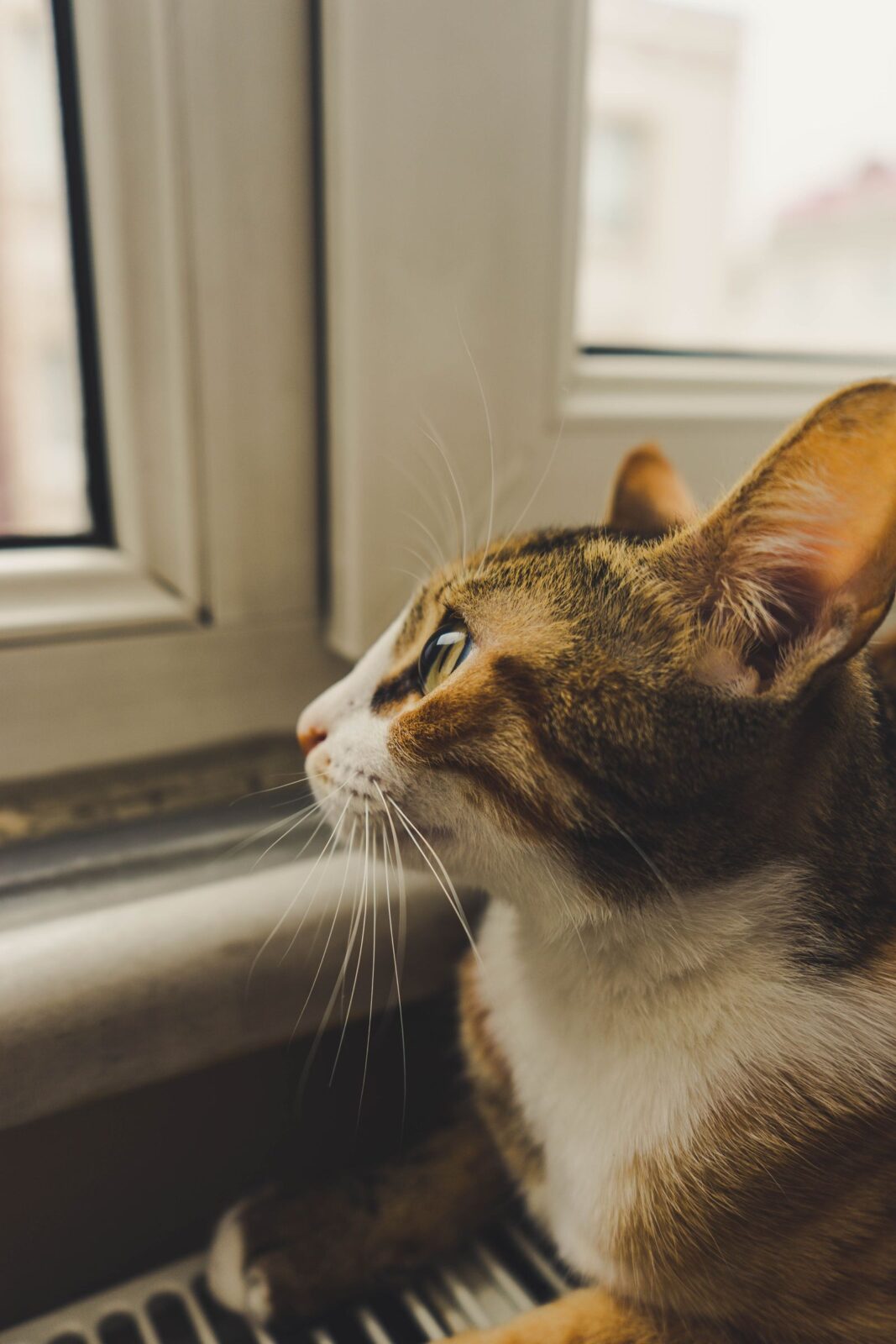 A cat looking out the window watching the outdoors