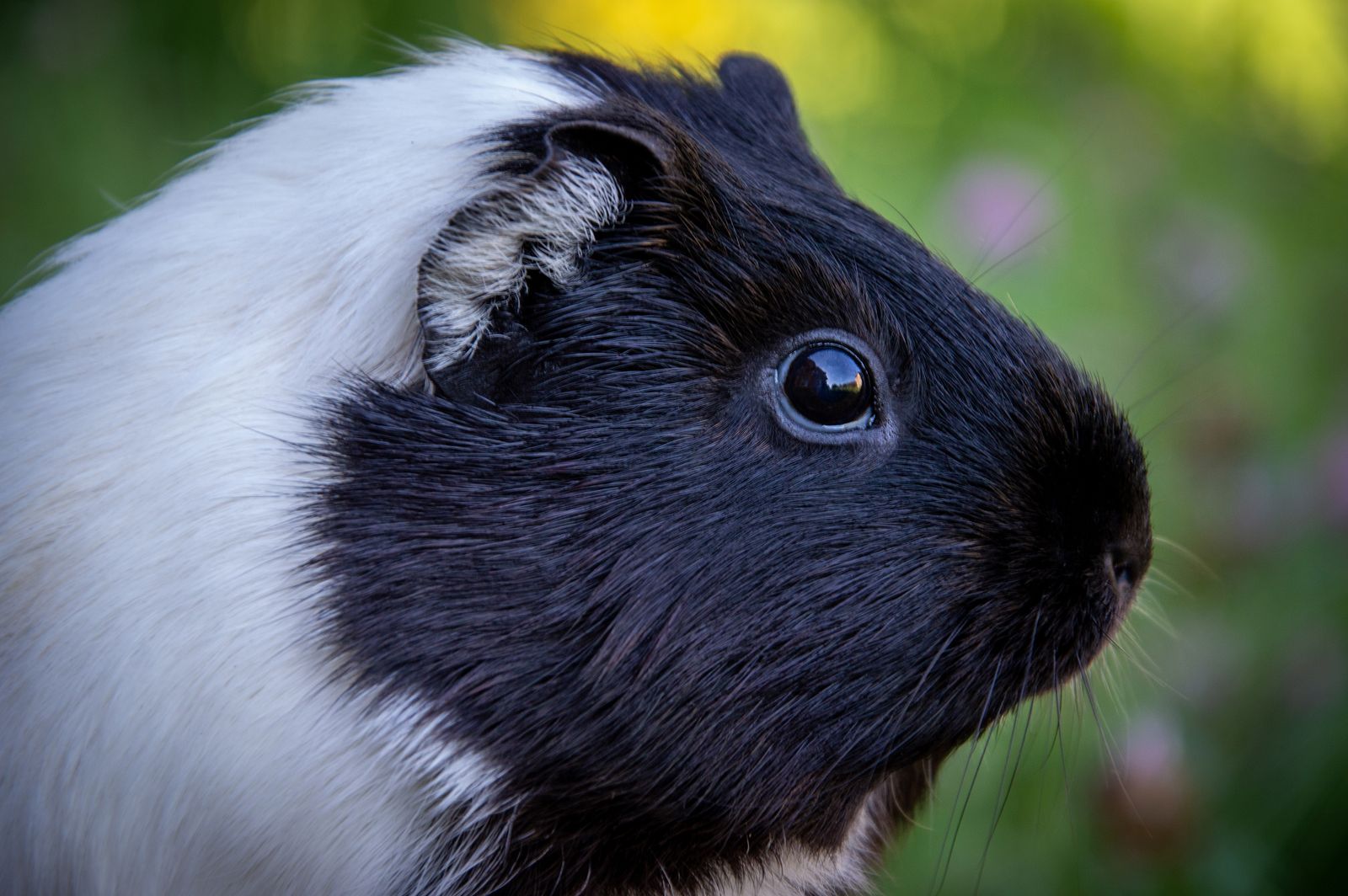 Small Pet Setup Done Right: Guinea Pig & Hamster Essentials Owners Wish They’d Bought First