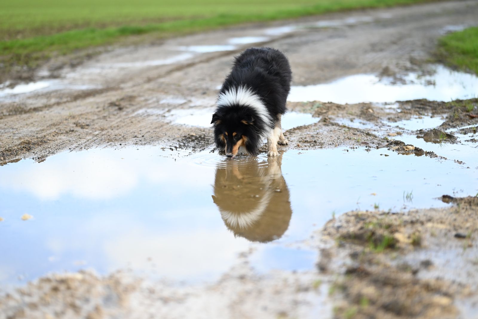 Keep the dog cool: 6 summer pet picks owners call lifesavers in a heat wave