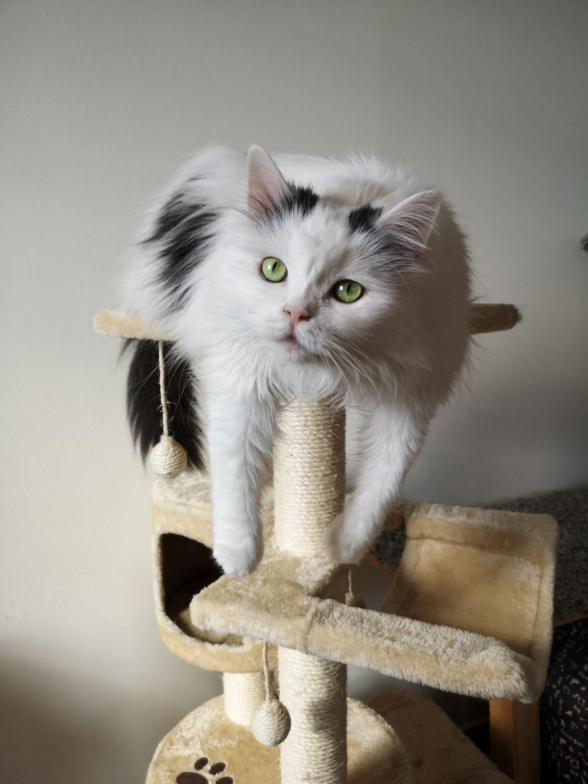 Indoor Cat Enrichment: 8 Picks Owners Say Ended the Boredom (and the 3 a.m. Sprints)