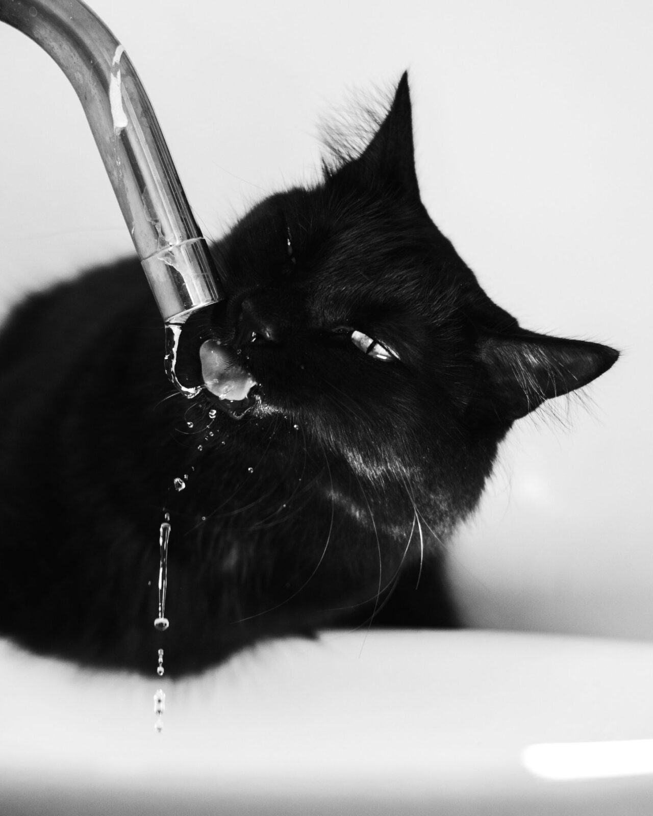 Best Cat Water Fountains of 2026: 6 Real Picks and the Cost-Per-Year Math