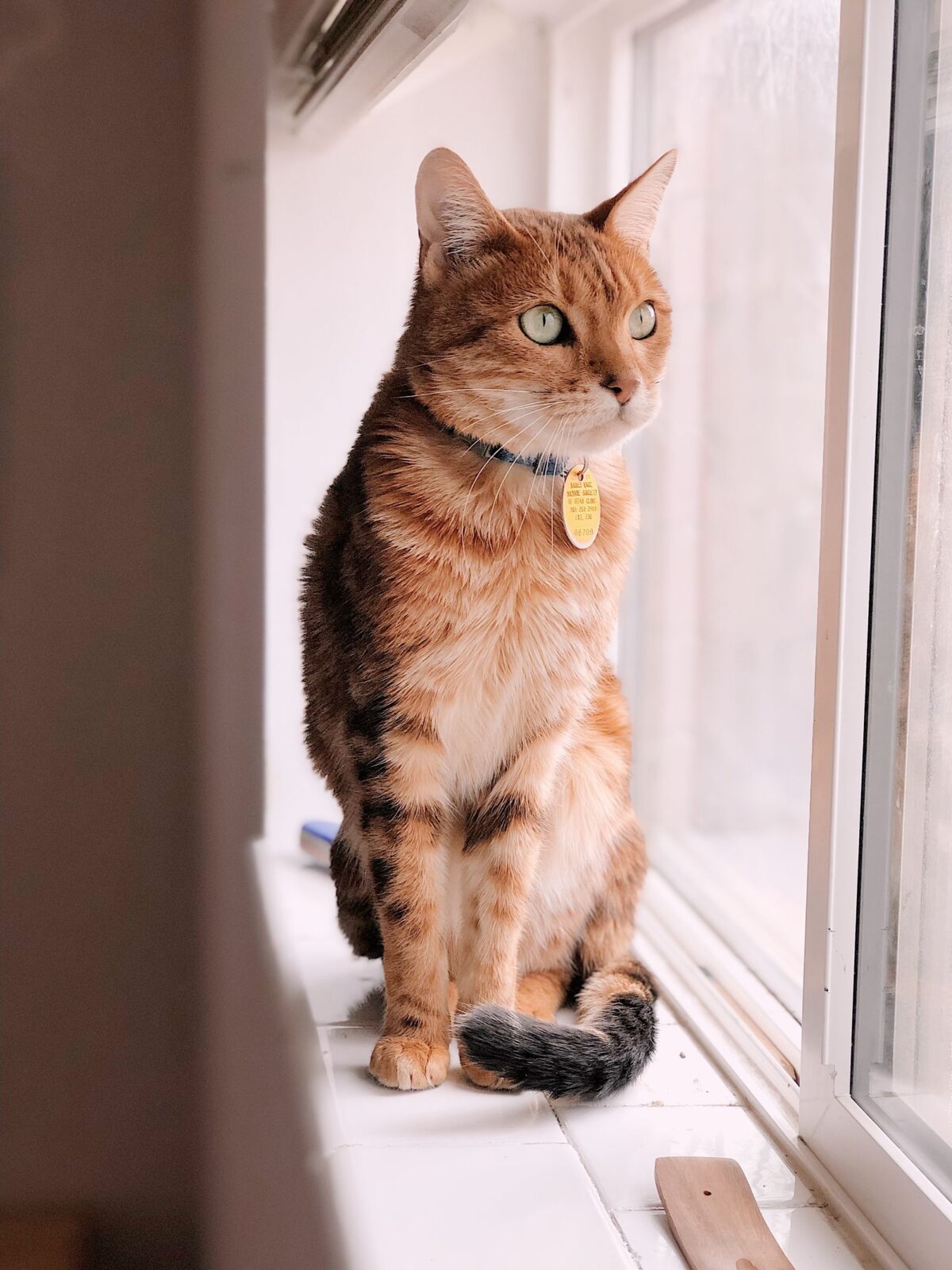The New Cat Starter Kit: 8 Essentials Owners Say to Buy Before Adoption Day
