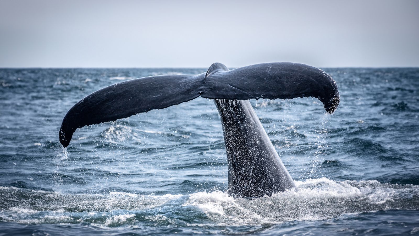 A whale's tail breaking the sea surface, the wildlife binoculars are for