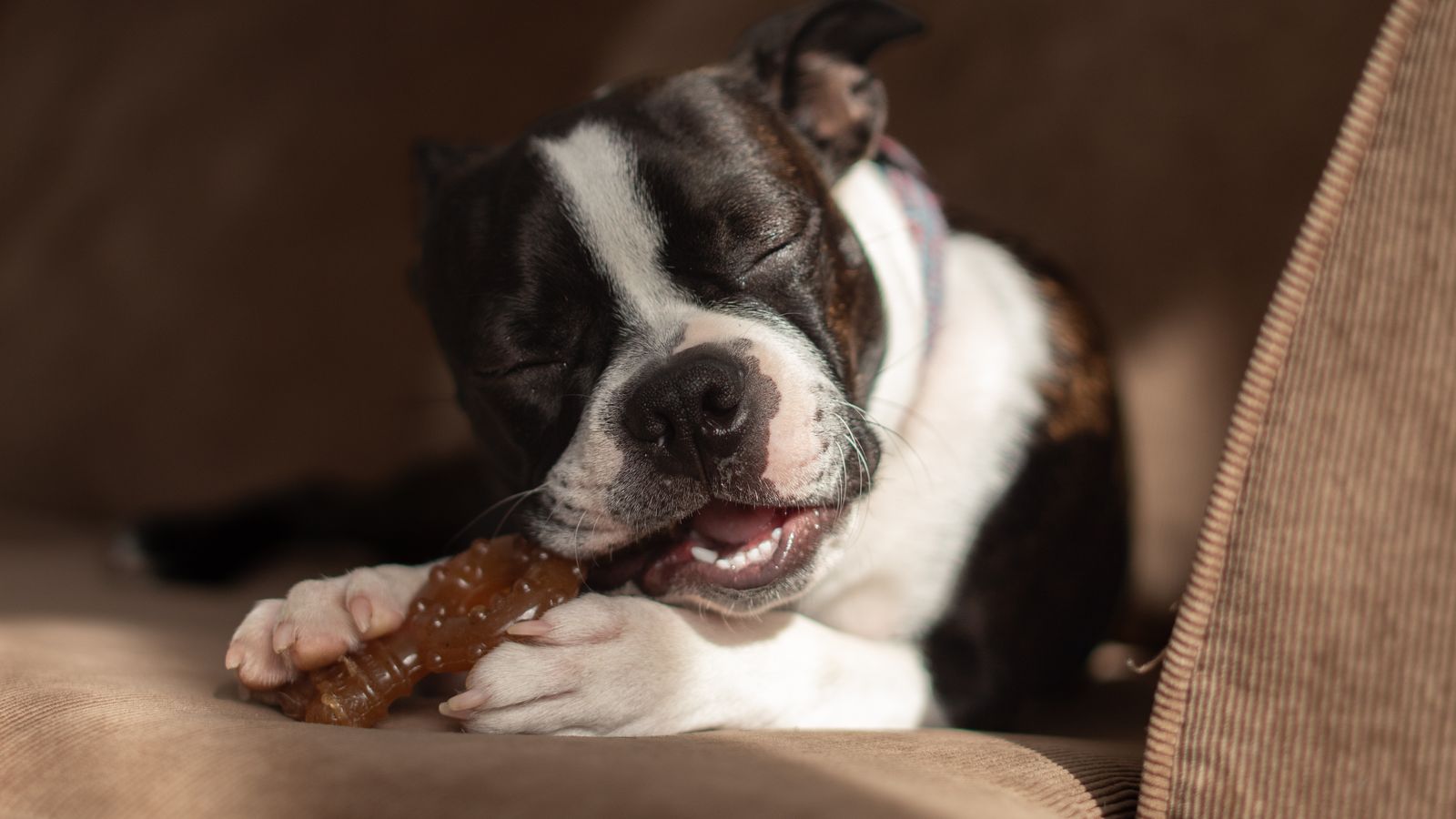 KONG Classic Review: The Simple Rubber Toy That Fixes Boredom, Chewing, and Home-Alone Anxiety