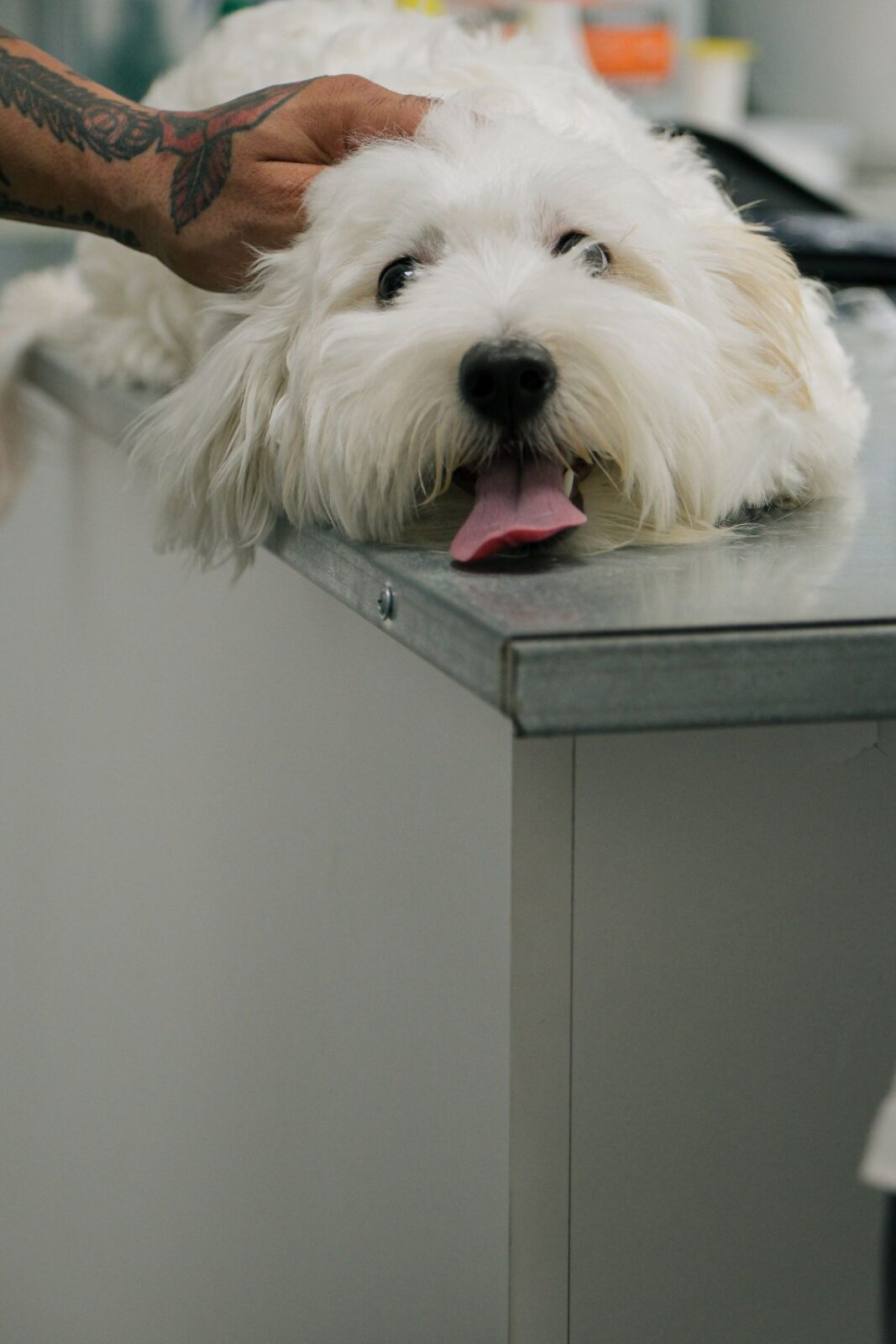 Best Dog DNA Test Kits of 2026: 5 Real Picks by Breed, Budget, and Health Depth