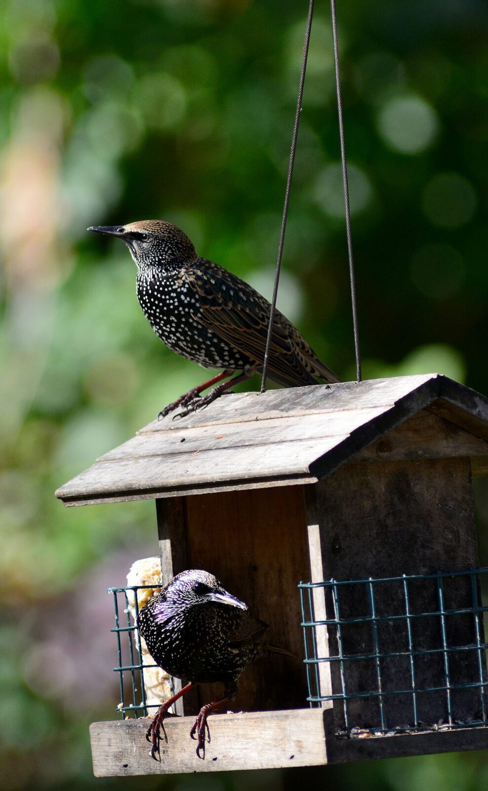 Bird Buddy Review (2026): Is the Smart Bird Feeder Worth the Price and Subscription?