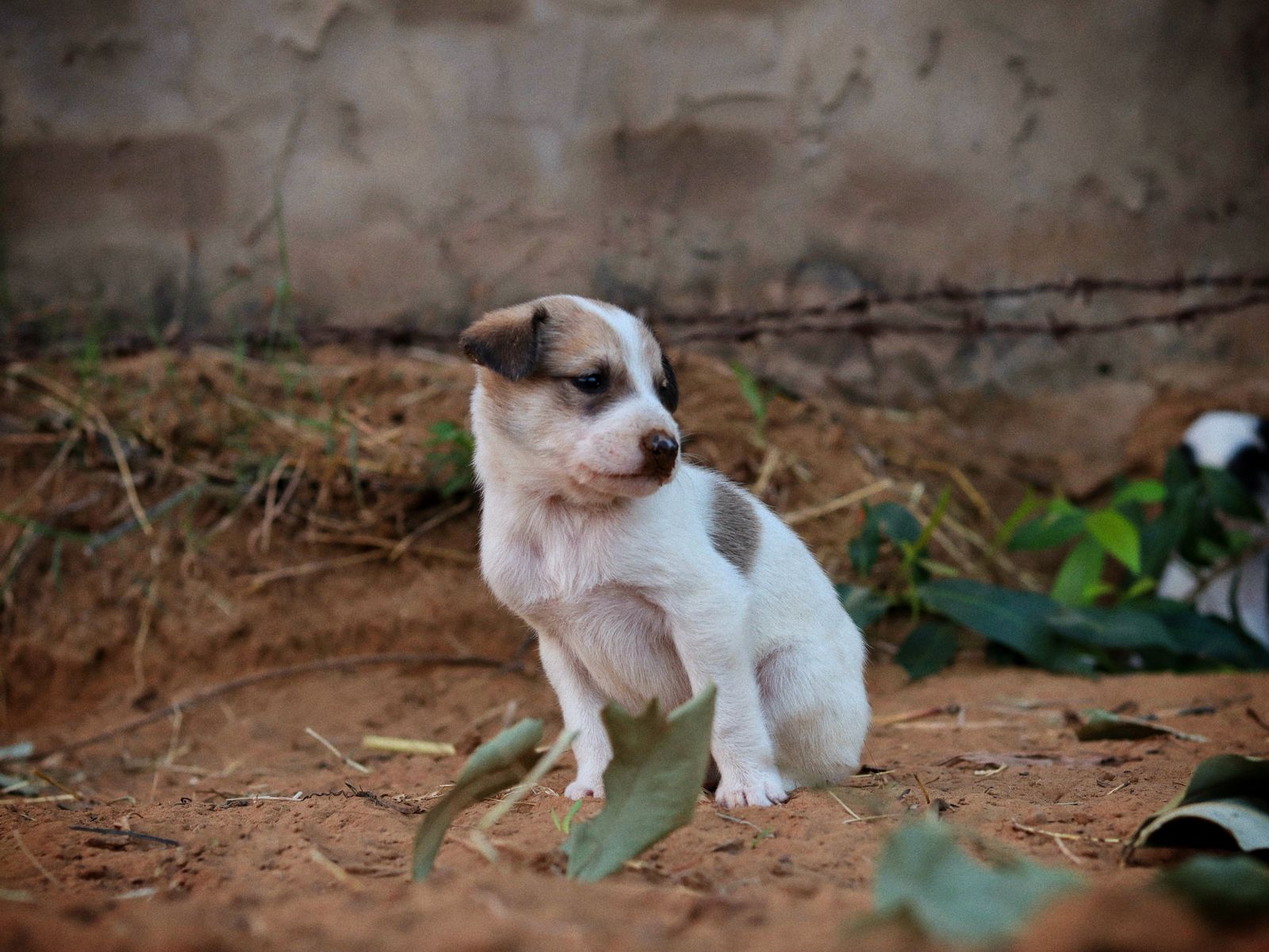 The First-Time Puppy Checklist: 9 Essentials Owners Say to Buy Before Pickup Day