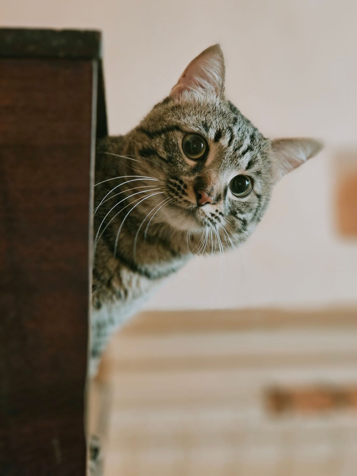 A curious cat approaching a modern enclosed automatic litter box in a home