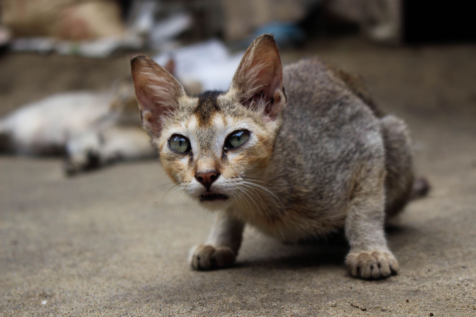 A cat crouched in an intense hunting pose ready to pounce