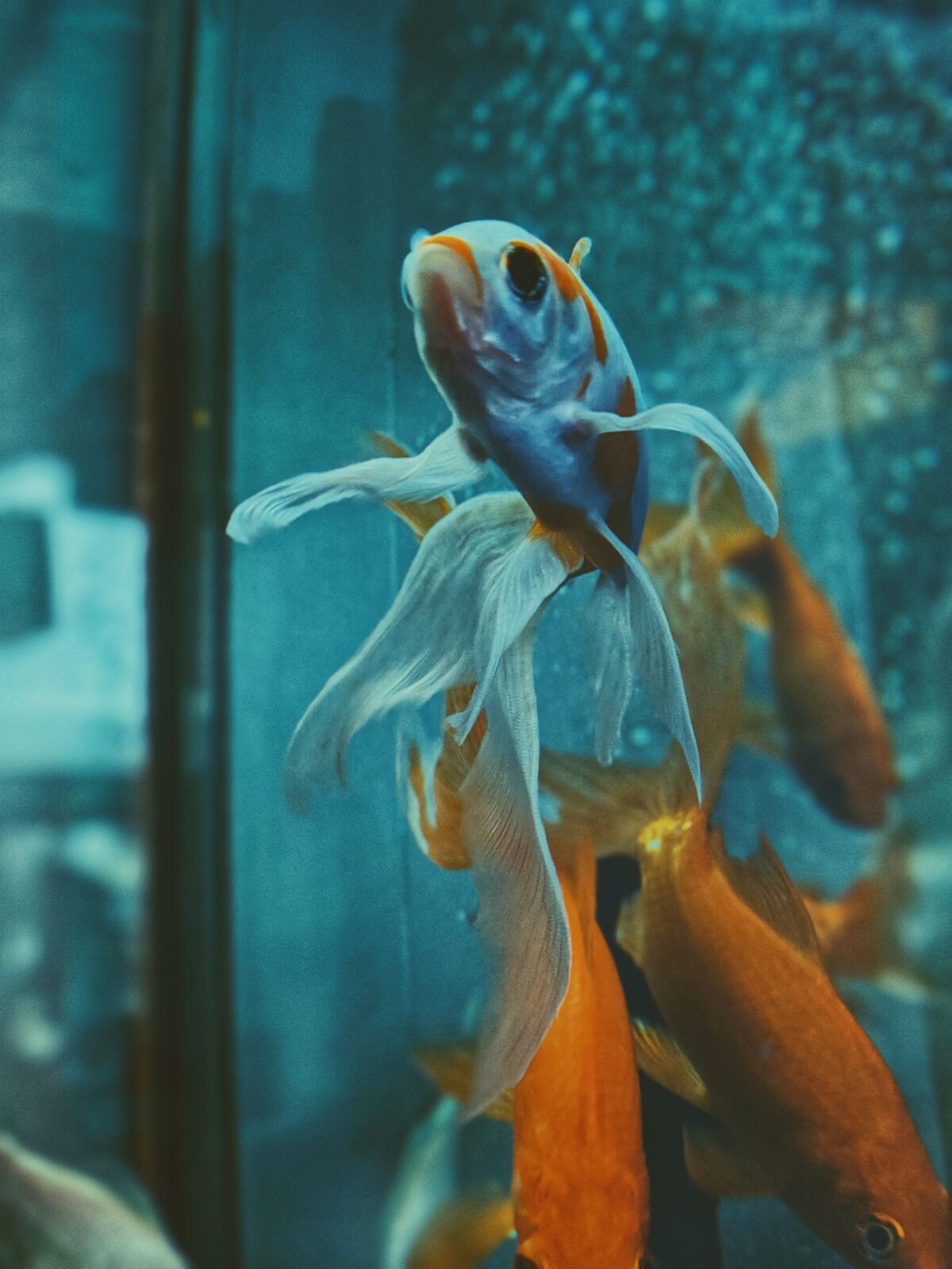 Your First Aquarium: The 8 Essentials (and the One Step) That Keep Fish Alive