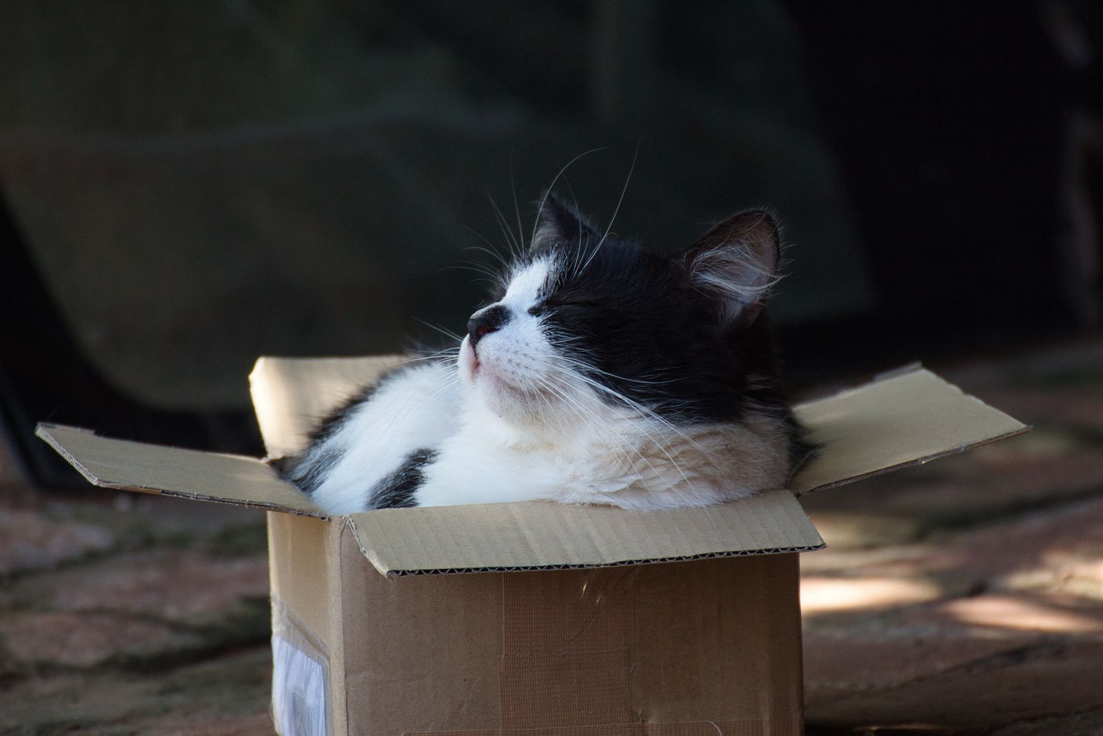 An adorable cat relaxing inside a cardboard box