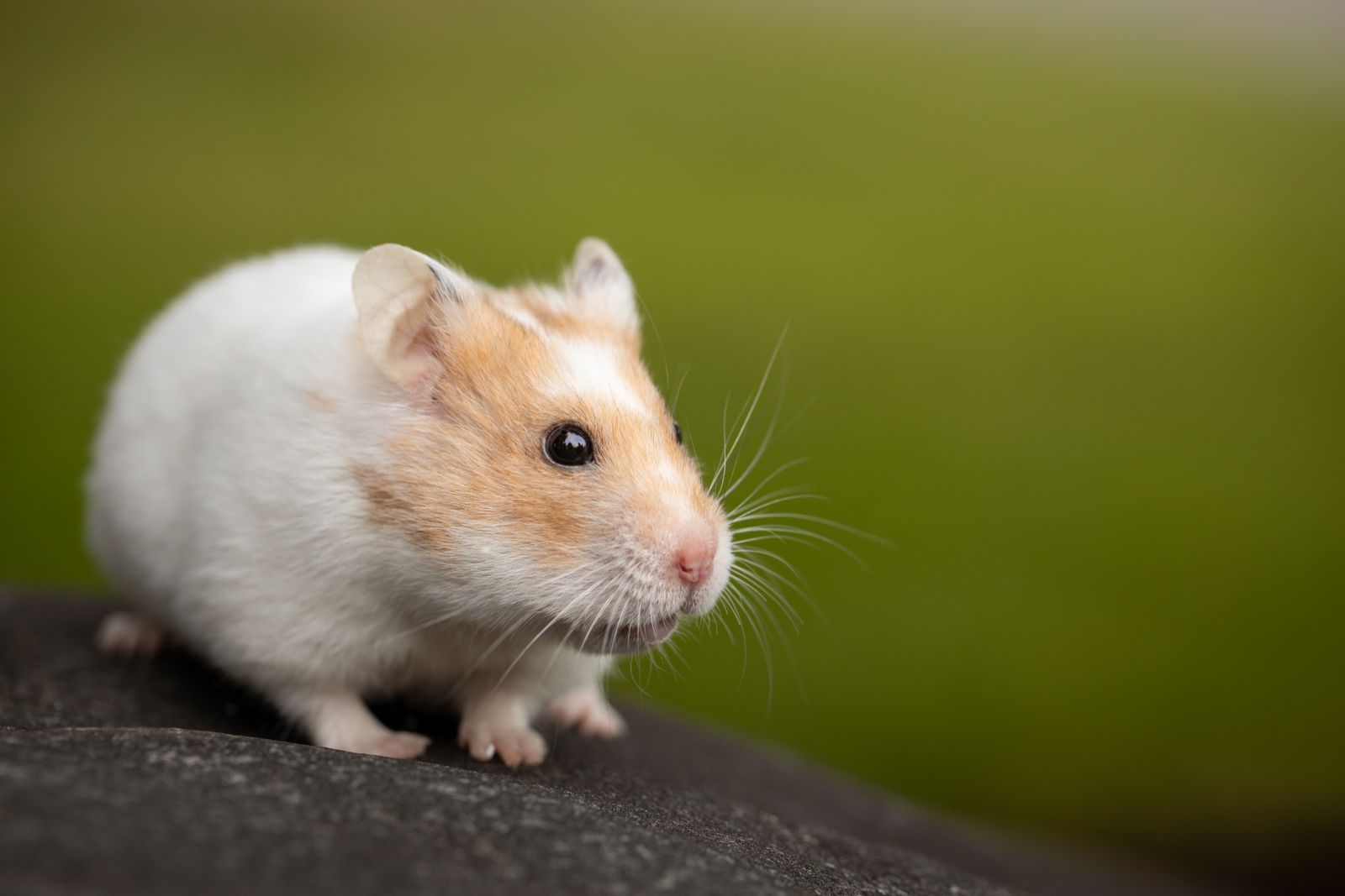 Close-up macro photo of a cute hamster