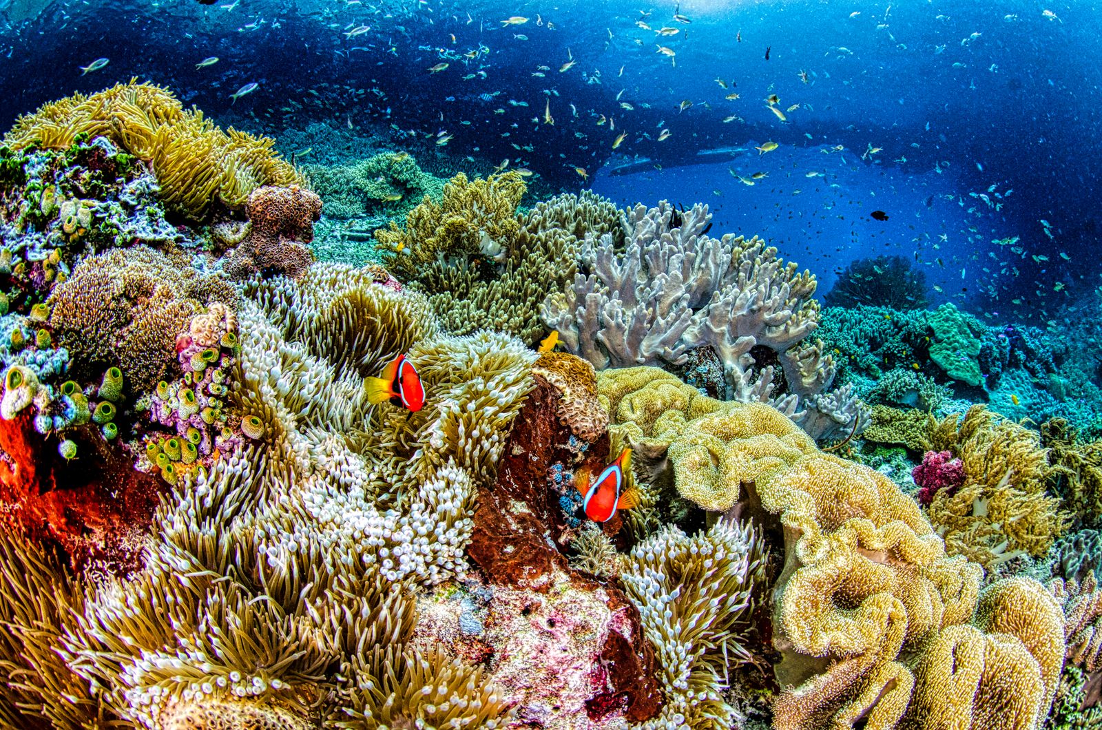 Vibrant colored coral reef underwater