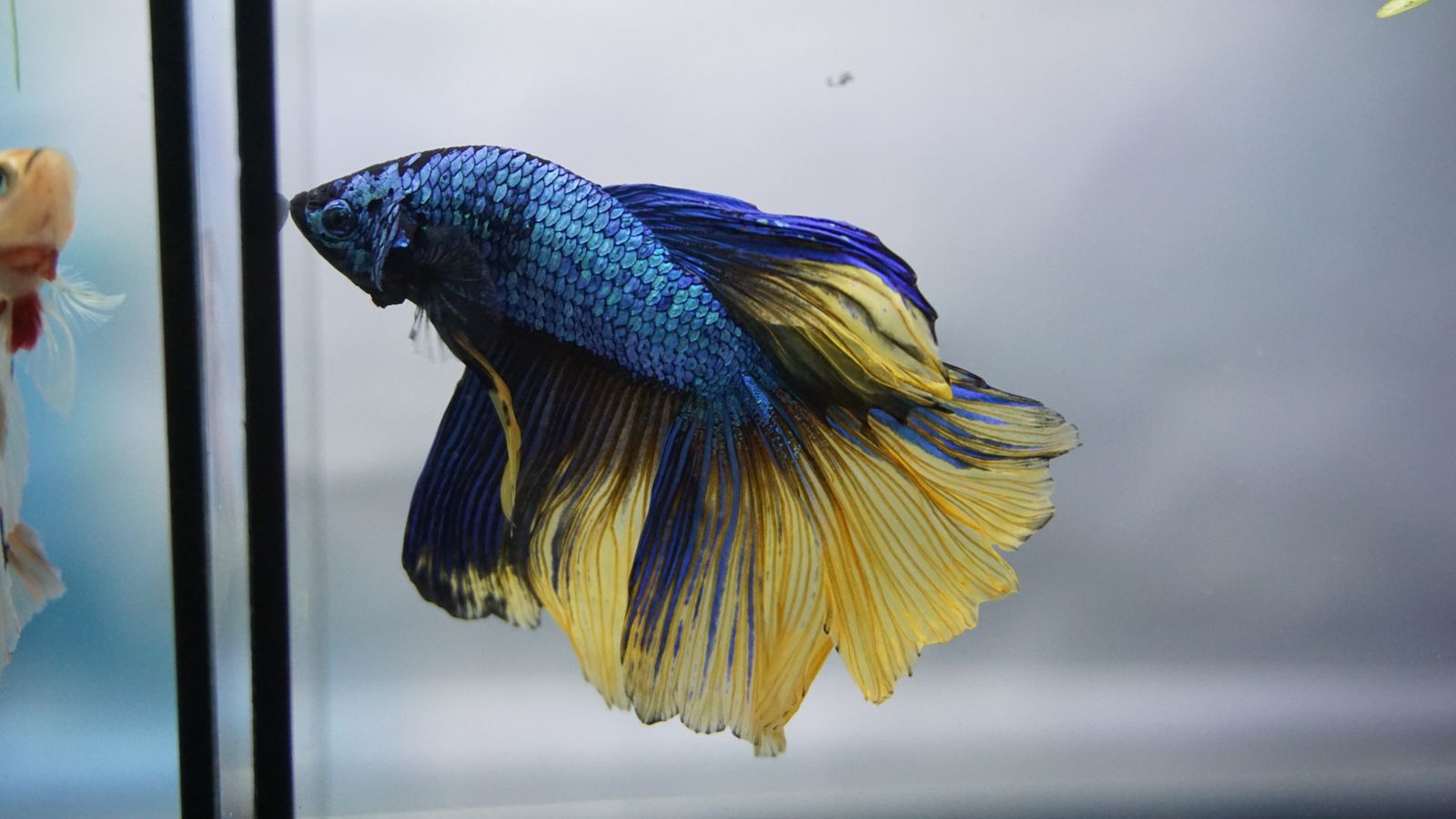 A blue betta fish swimming in a planted aquarium