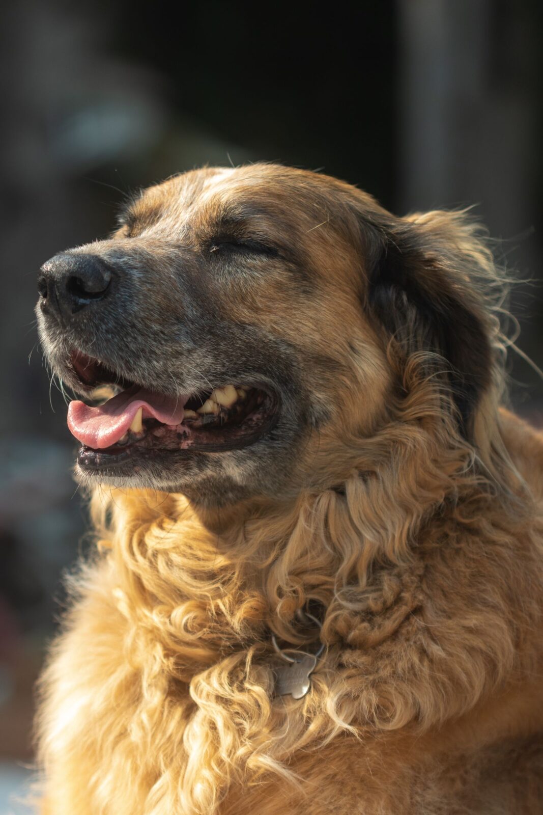 Senior Dog Comfort: 7 Products Owners Say Made the Biggest Difference for Their Aging Dogs