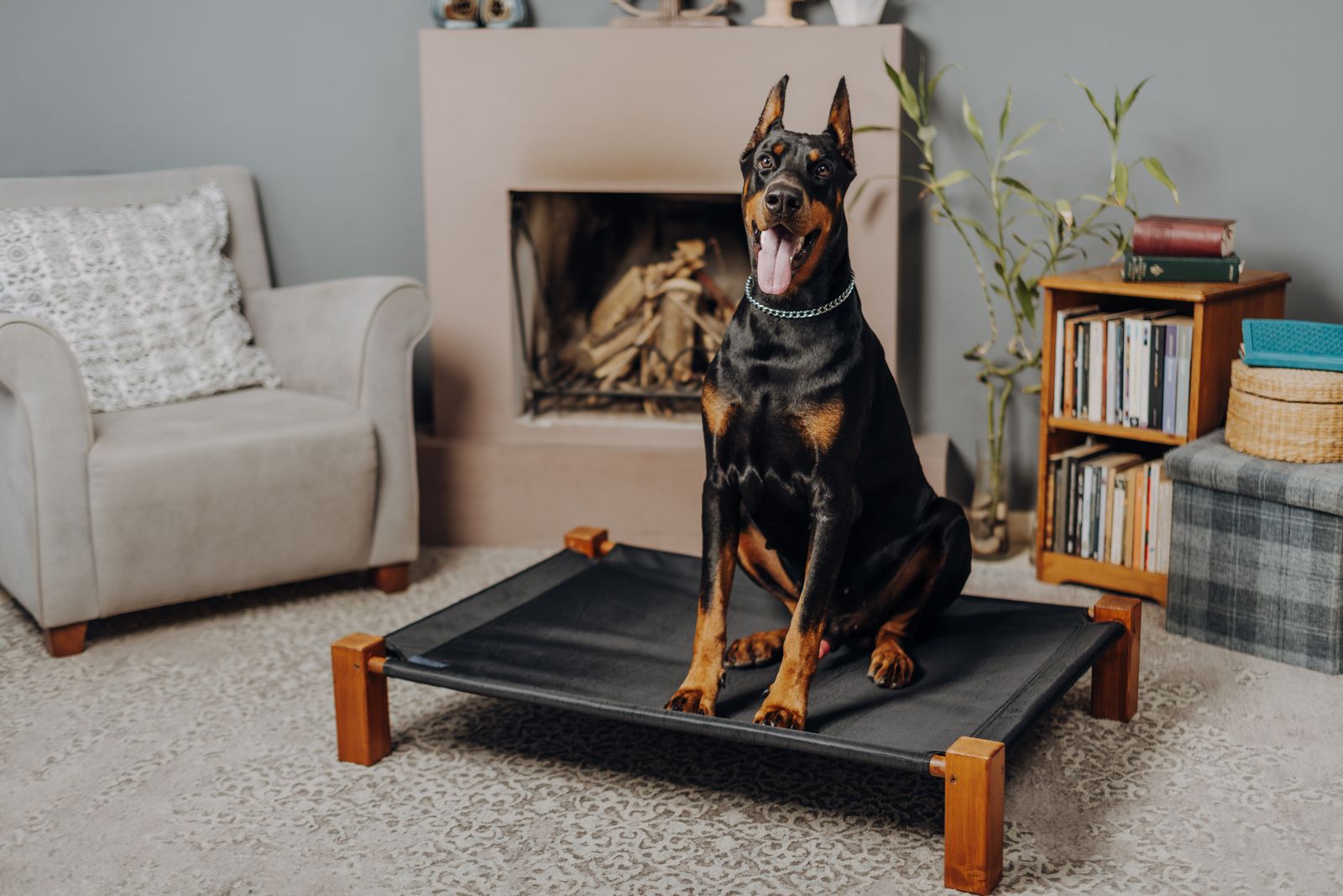 Best Orthopedic Dog Beds for Large Dogs and Giant Breeds