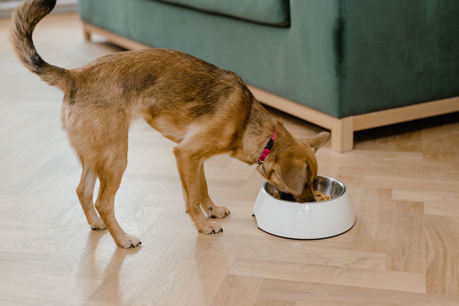 A dog eating from a food bowl