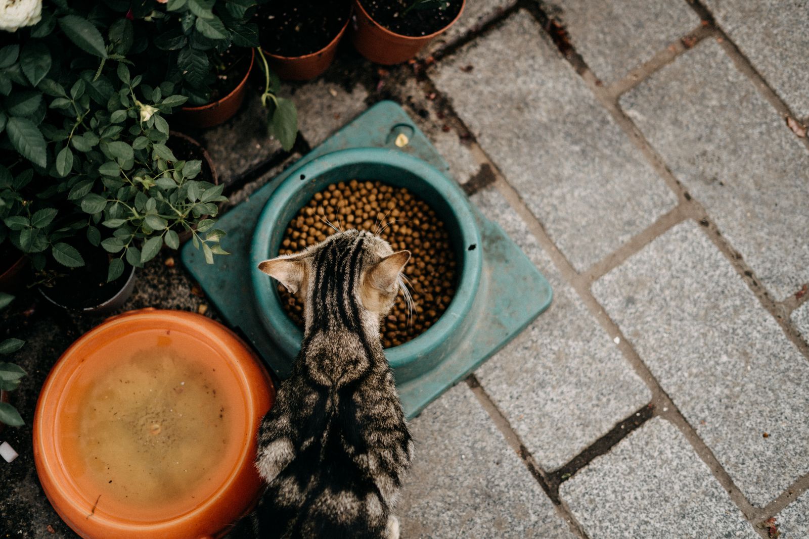Tabby cat eating dry food from a bowl on a paved surface