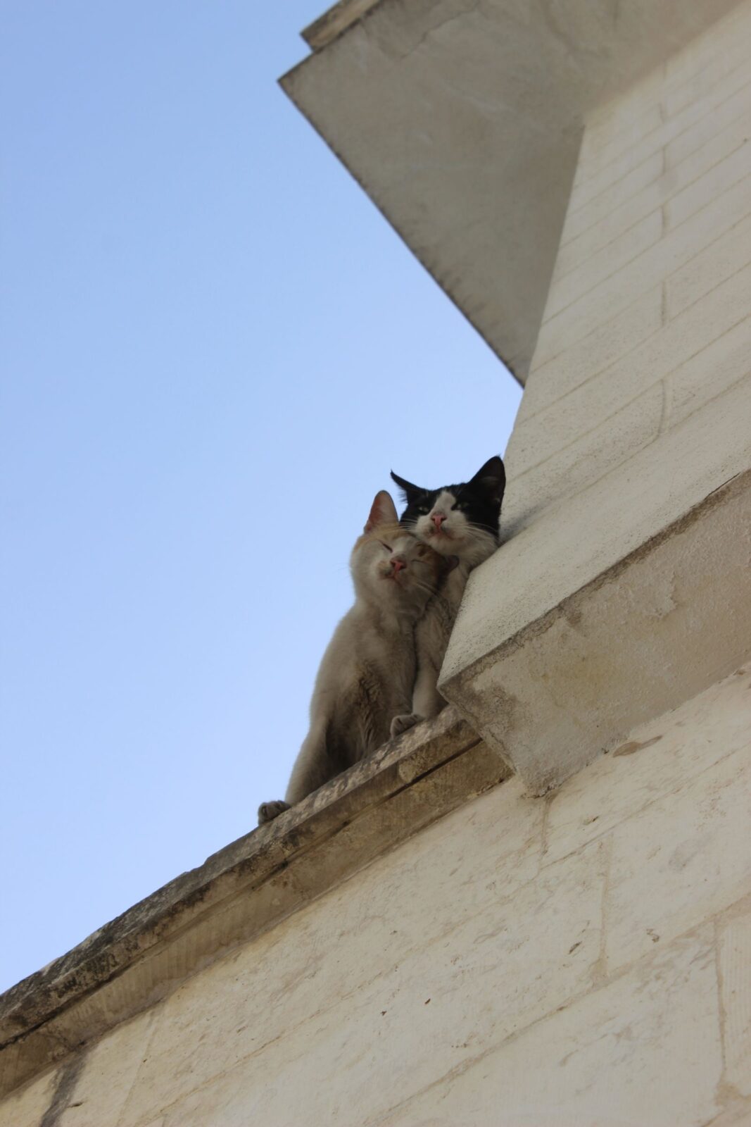 Two cats sitting close together outdoors, illustrating the food-sharing dynamic multi-cat households have to manage