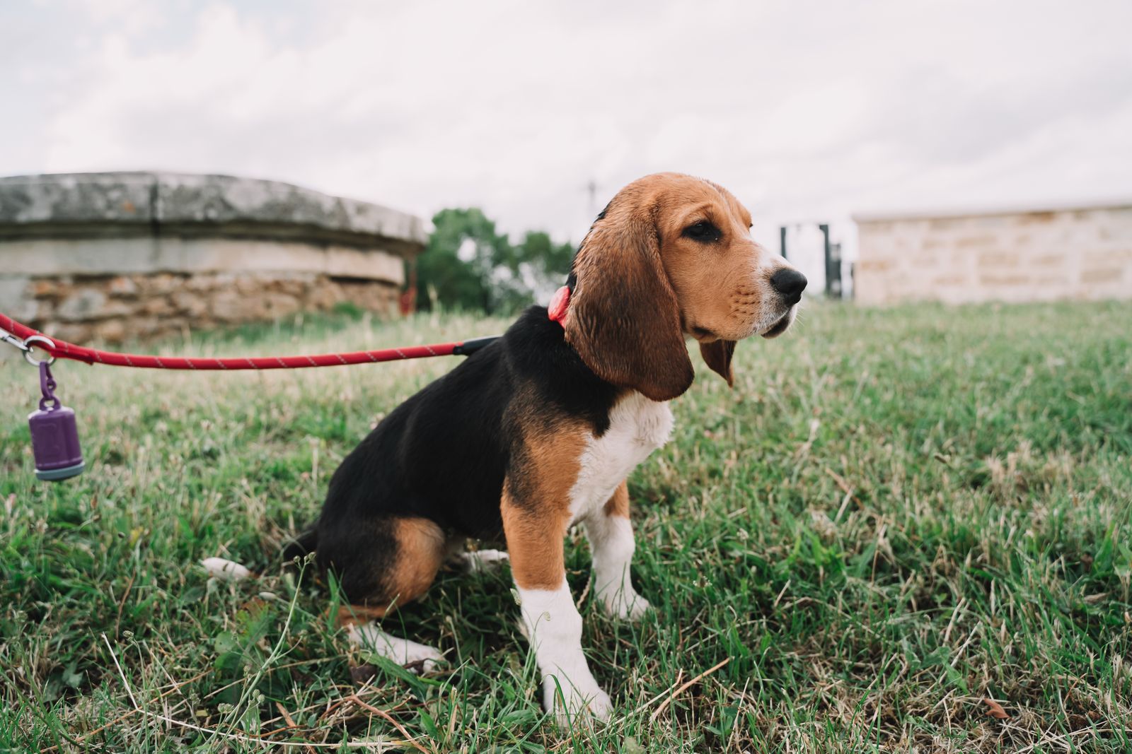 A tricolor beagle puppy wearing a red collar sits on grass, attached to a leash