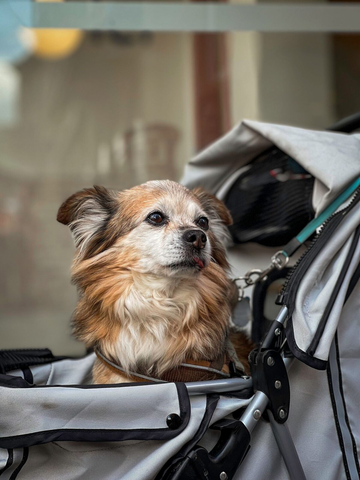 Small long-haired dog sitting upright inside a gray fabric pet stroller with mesh canopy