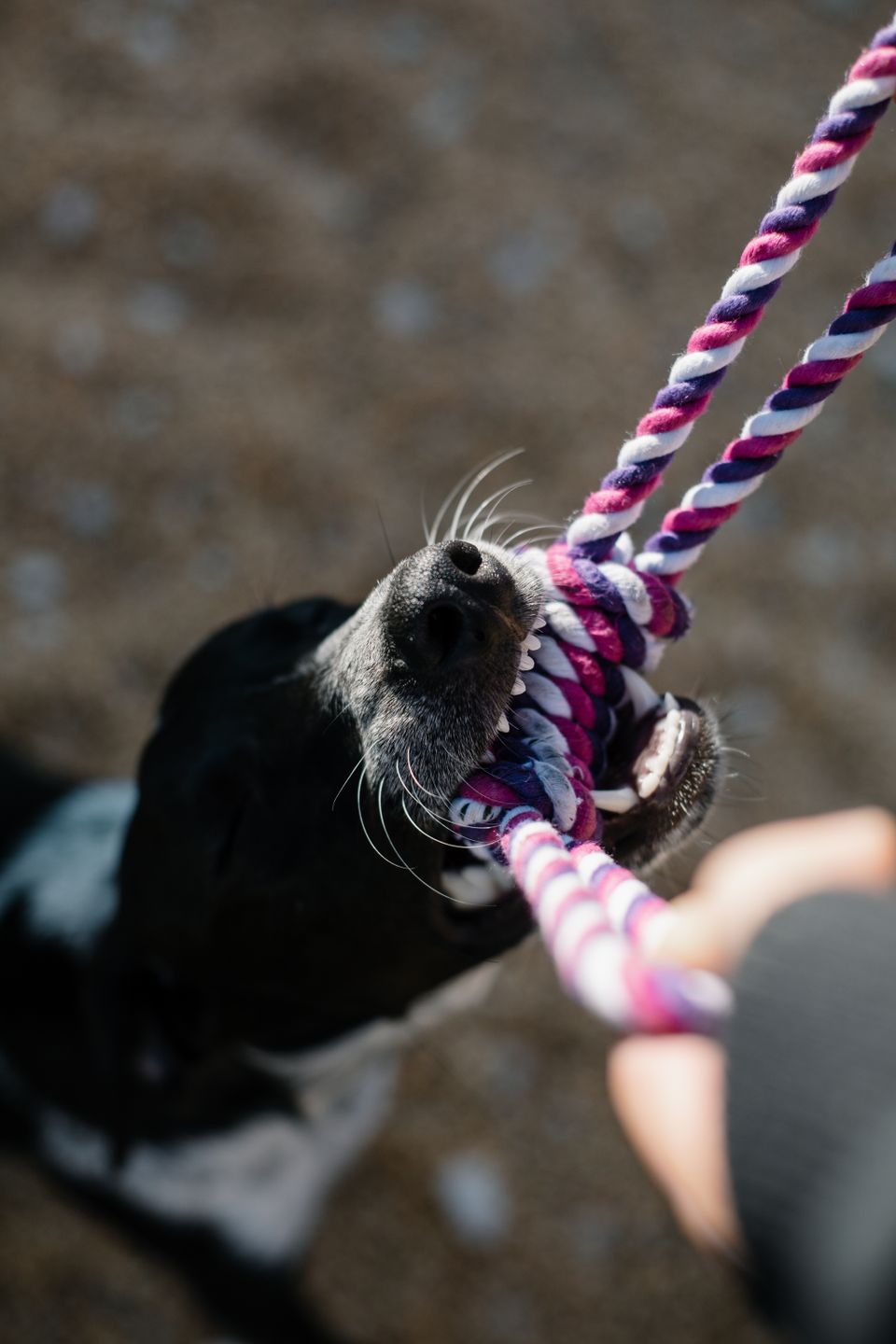 A dog chewing energetically on a colorful rope toy