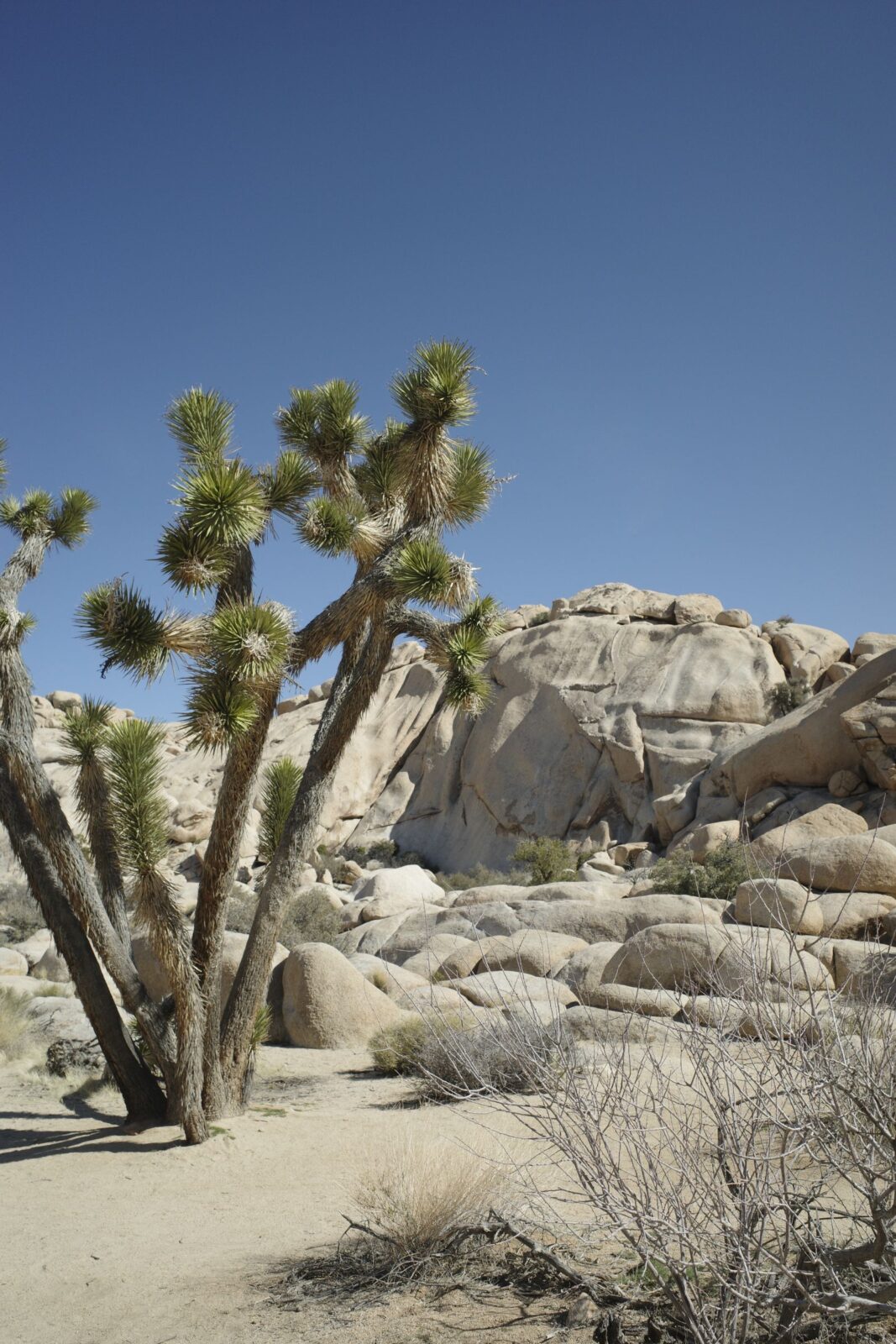 Joshua Tree Fall Packing List: What to Pack