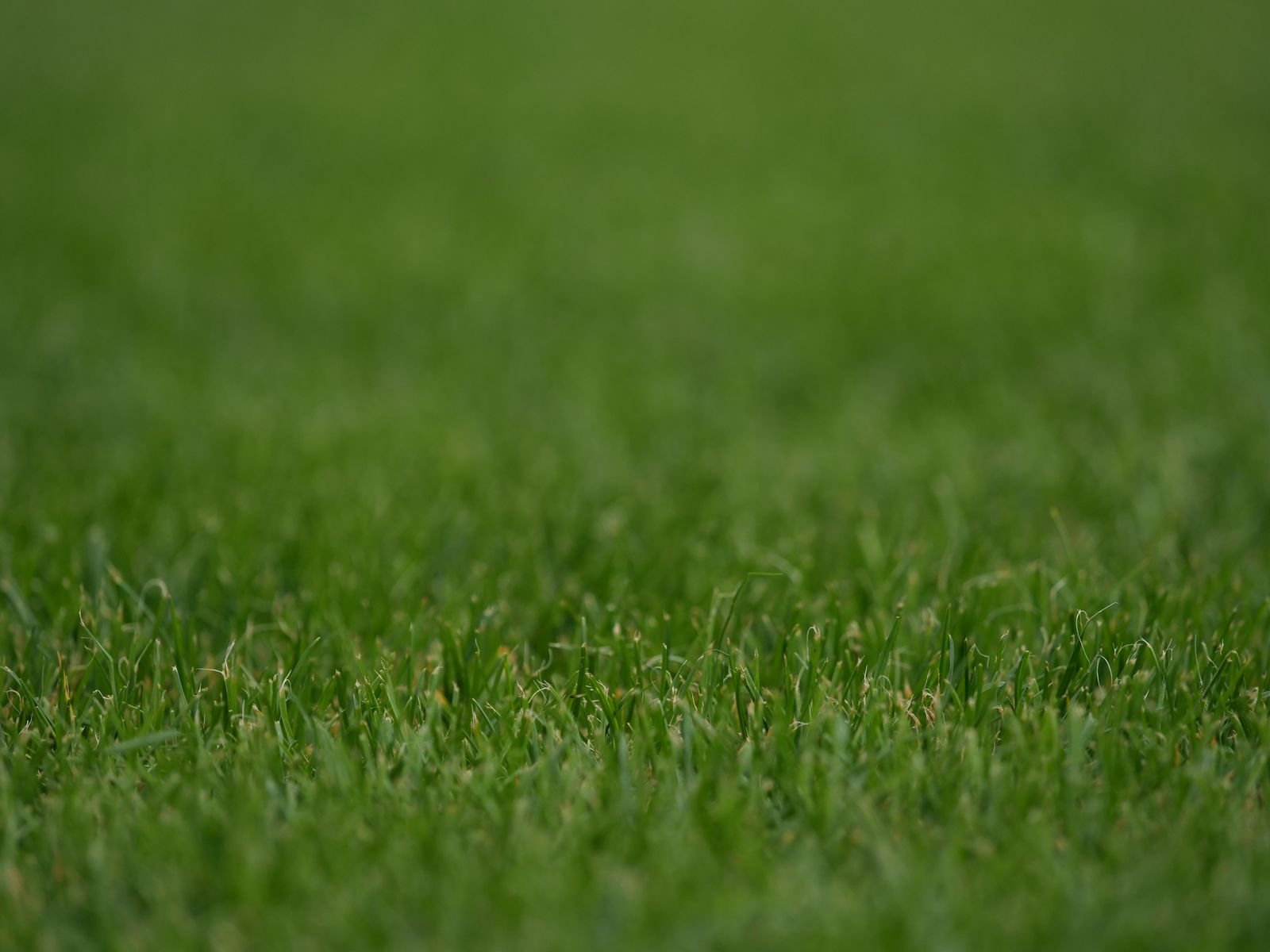 Close-up of thick, healthy green grass blades