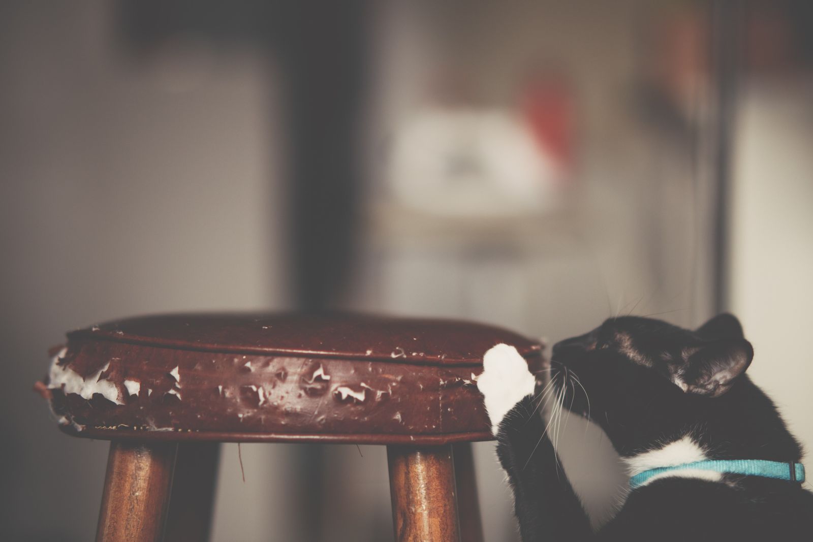 Close-up of a cat digging its claws into a fabric-covered stool, illustrating the furniture damage a scratching post is meant to prevent