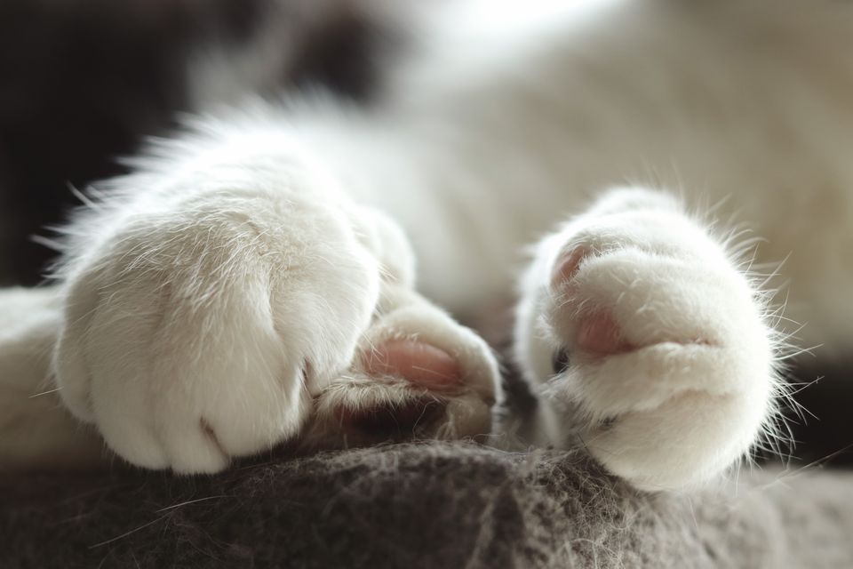 Close-up of a fluffy white cat's paws resting on a soft blanket