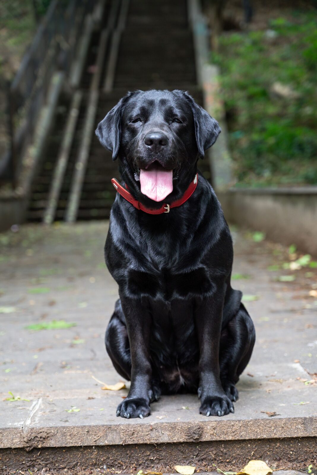 Black Labrador retriever wearing a plain red collar, sitting outdoors on steps