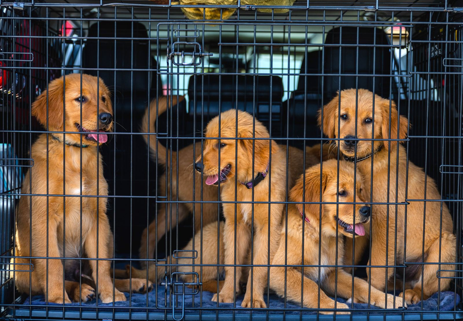 Dog Crates Matched to the Job: A 2026 Buying Guide