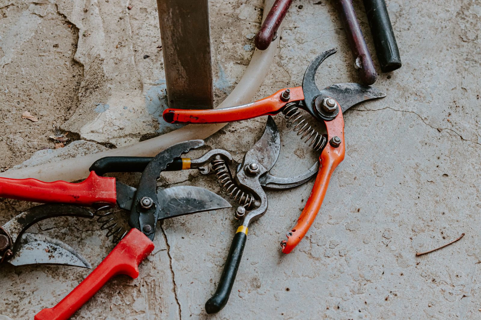 A gardener uses hand pruning shears to cut through hedge branches outdoors