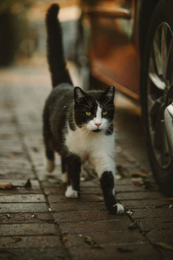 Black and white cat with white paws walking along a brick sidewalk outdoors