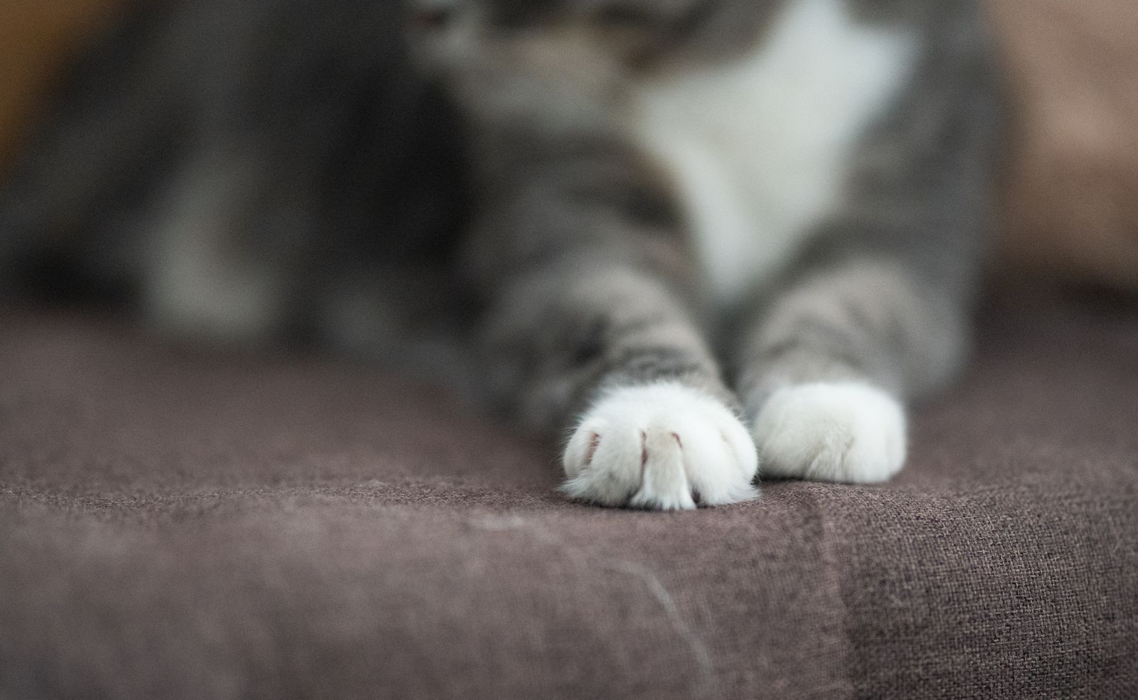 Close-up of a tabby cat's front paws resting, showing the claws that scratching-post material has to withstand