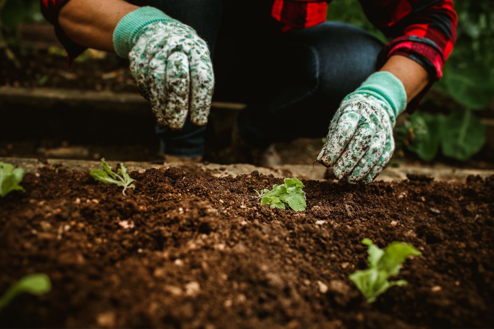 Person in a plaid shirt wearing gardening gloves, planting seedlings in a tilled garden bed