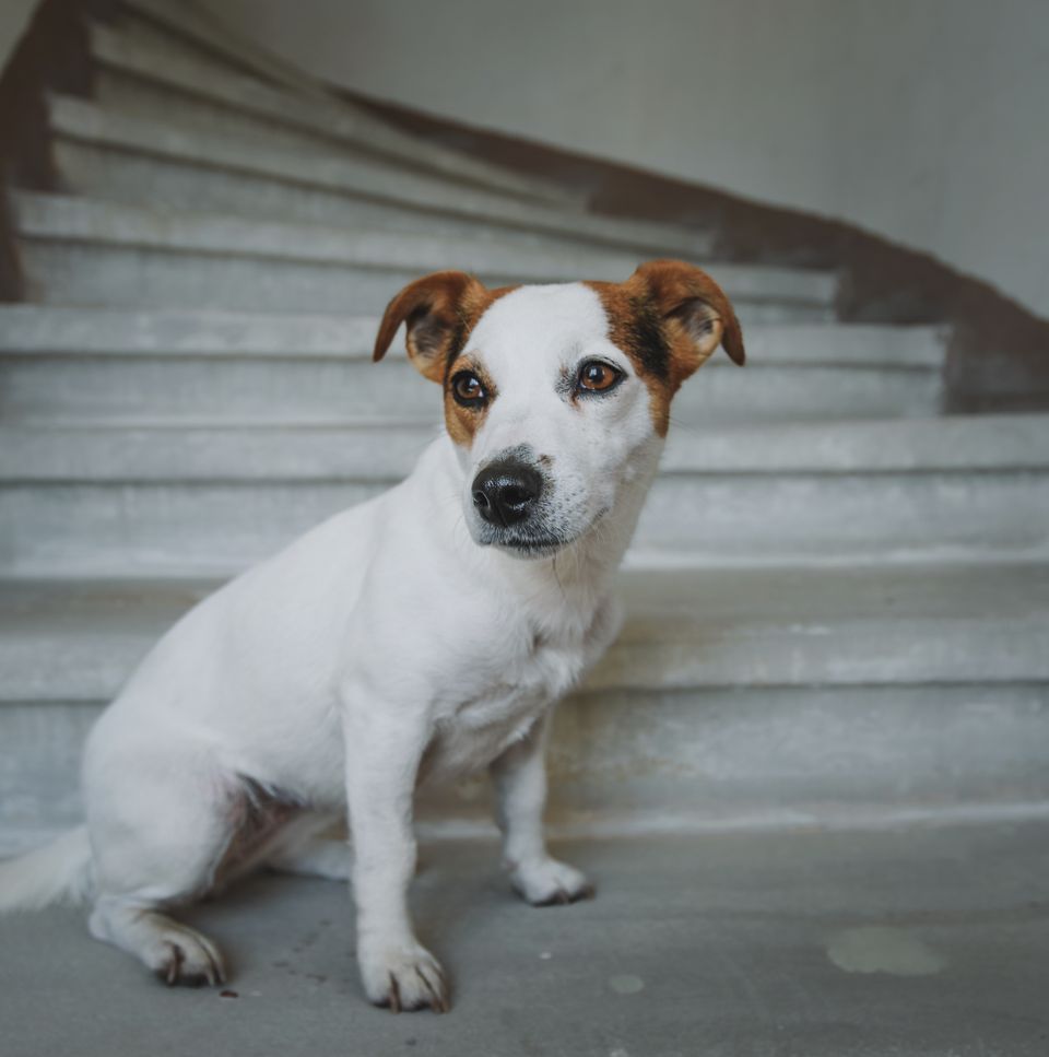 Small Jack Russell Terrier sitting on an indoor staircase, looking curious