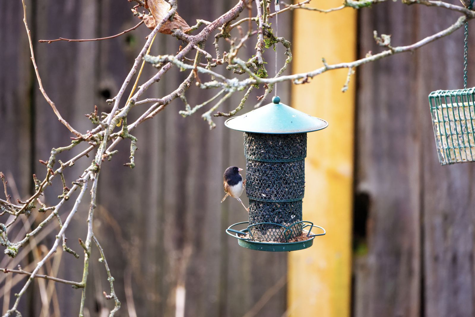 Bird Feeders for a Fall Backyard: 7 Picks Compared