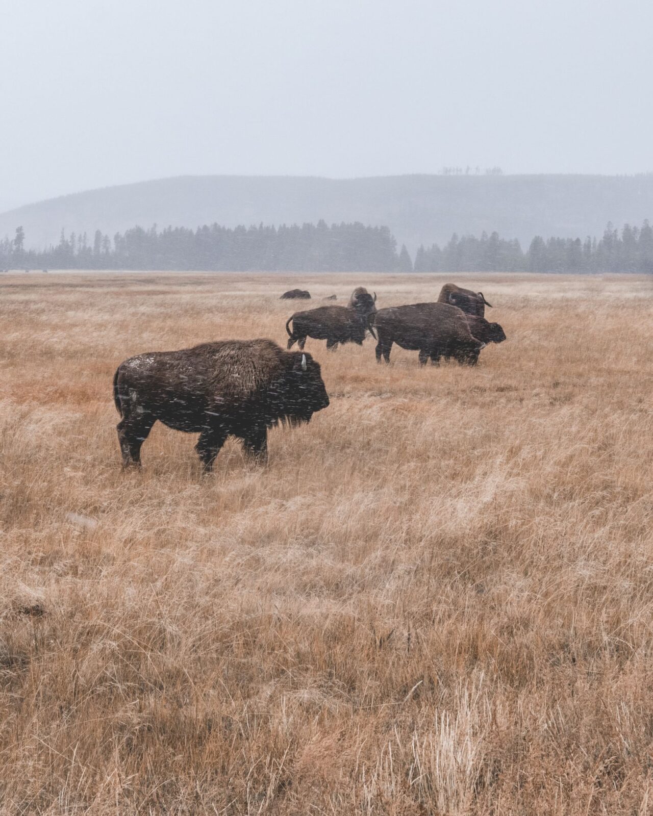 A herd of American bison grazing in the Yellowstone landscape near a roadway