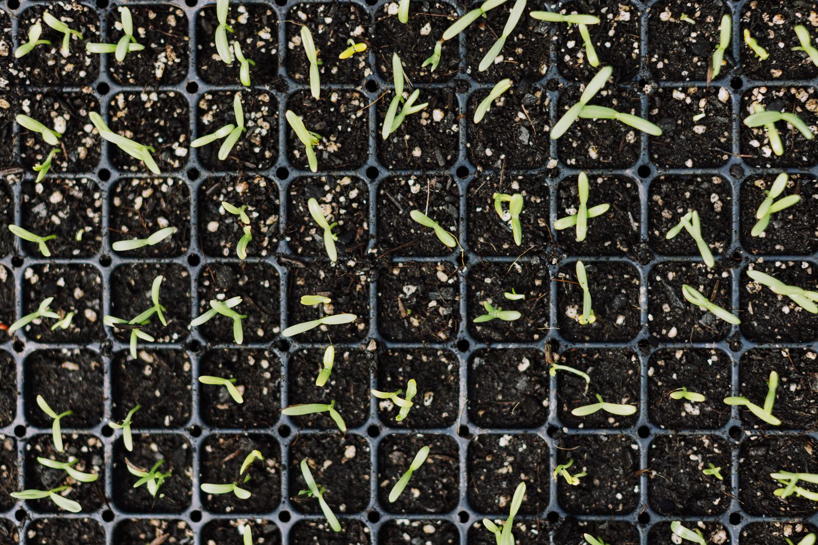 Grow Lights for Starting Seeds Indoors: 6 Options Compared