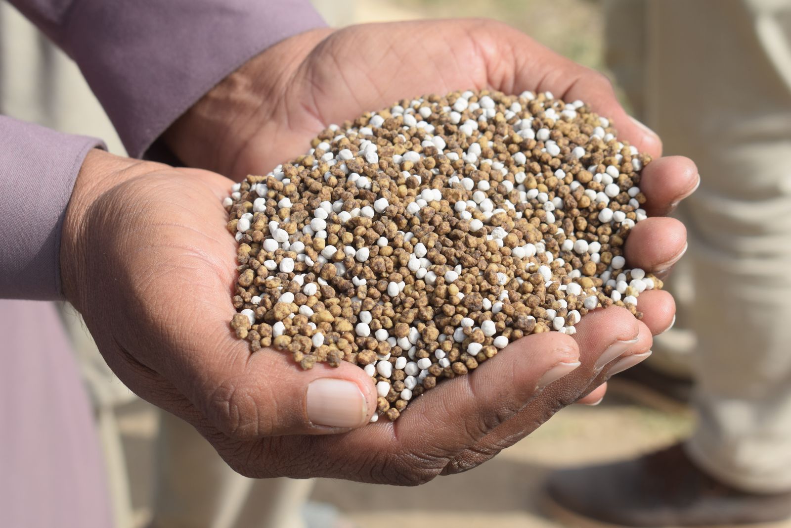 Close-up of hands holding a scoop of granular fertilizer