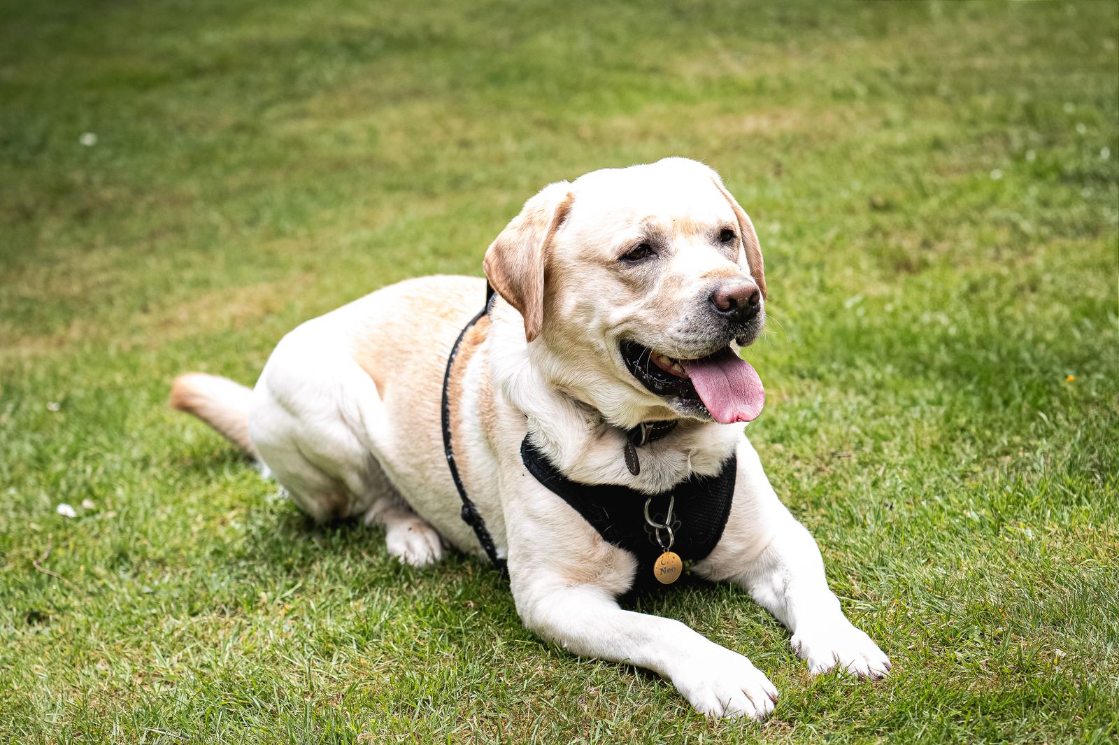 Best Dog Cooling Gear for Summer: Mats, Vests, and Beds Compared