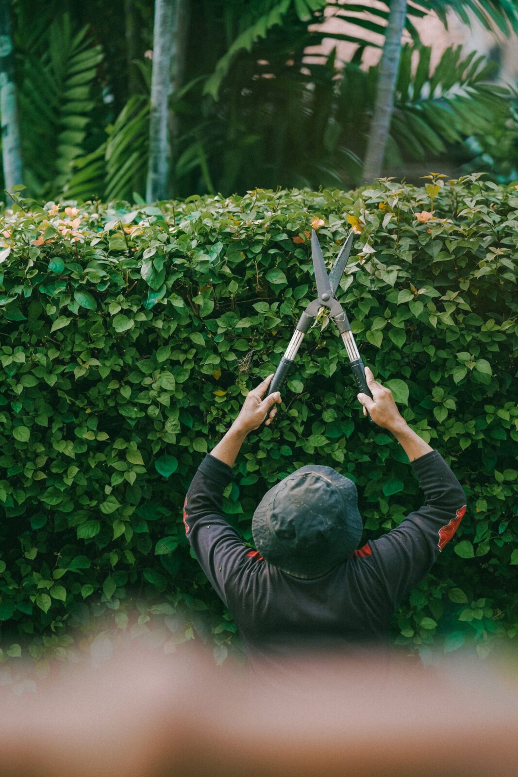 Gardener trimming a dense, overgrown hedge outdoors, the kind of thick growth that calls for a trimmer with more cut capacity